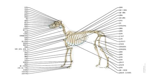 狗的外形|解剖图集狗（图解）: normal anatomy 